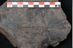 Foto (Detailansicht) von Plantae indet.  (NHMW-GEO-2024-0188-11566)